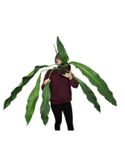 Anthurium Big Bill