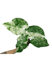 Alocasia Macrorrhiza Splash