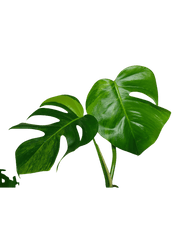 Monstera Aurea Stecklinge