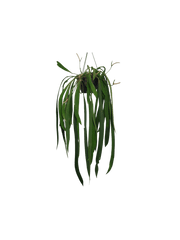 Anthurium Vittarifolium Groß