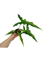 Alocasia Sabrina Aurea Variegata
