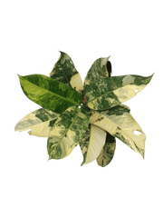Dieffenbachia Big Ben Aurea