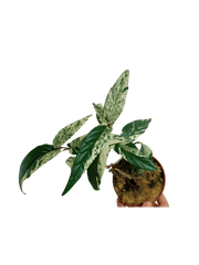 Ficus Sagittata Pink Variegata