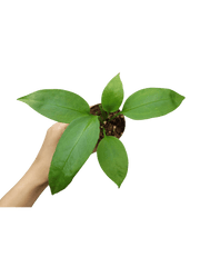 Anthurium Vittarifolium baby