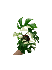 Monstera Minima / Raphidophora Tetrasperma Variegata (zum aussuchen)