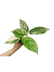 Calathea Glaza