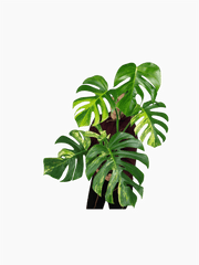 Monstera Aurea