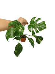 Monstera Electrolight groß