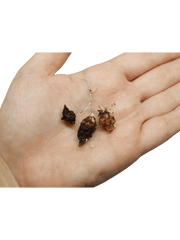 Alocasia Gageana Aurea (Rhizom / Bulbe)