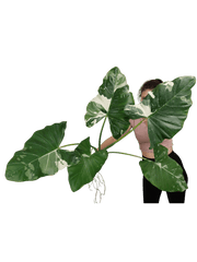 Alocasia Macrorrhiza Variegata groß