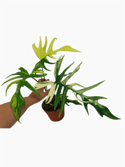 Philodendron Tortum x Florida Beauty Variegata