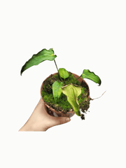 Anthurium Papillilaminum x Dressleri Mutation