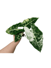 Alocasia Frydek Variegata (zum aussuchen)
