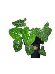 Philodendron Gloriosum XXL
