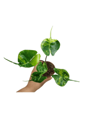 Alocasia Stingray Aurea