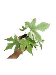 Cnidoscolus Aconitifolius Variegata