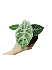 Alocasia Watsoniana Lightning
