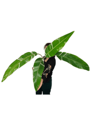 Musa Variegata groß