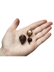 Alocasia Macrorrhiza Variegata (Rhizom / Bulbe)