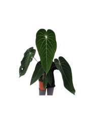 Anthurium Warocqueanum Hybrid groß