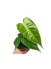 Anthurium Veitchii Baby