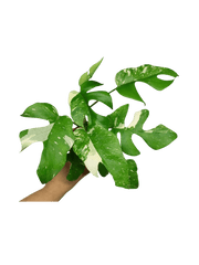 Monstera Minima (Raphidophora Tetrasperma) Thai Constellation