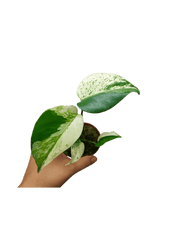 Monstera Jungle Mint