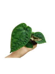 Anthurium Dressleri Pure