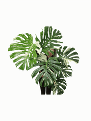 Monstera Thai Constellation XXL