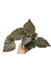 Begonia Taconite