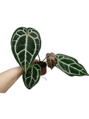 Anthurium Zara x Michelle X Michelle