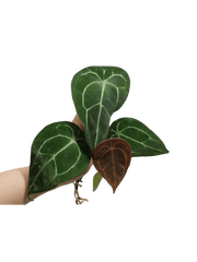 Anthurium Forgetii Silver Steckling