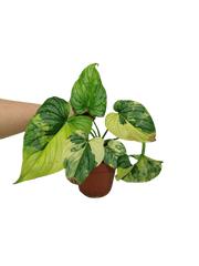 Philodendron Mamei Variegata *Auktion