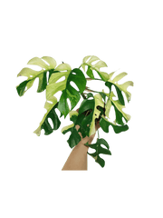 Monstera Minima / Raphidophora Tetrasperma Variegata