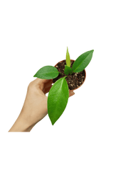 Anthurium Wendlingeri Baby
