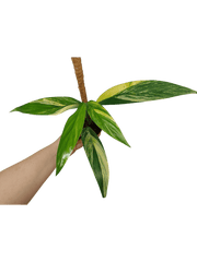 Epipremnum Amplissimum Aurea