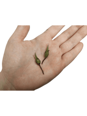 Alocasia Teletubbies (Rhizom / Bulbe)