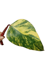 Philodendron Strawberry Shake Steckling