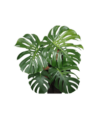 Monstera Green on Green
