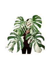 Monstera Variegata Adult
