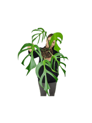 Monstera Burle Marx Flame Adult