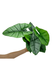 Alocasia Platinum