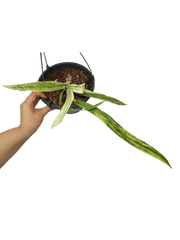 Anthurium Vittarifolium Variegata