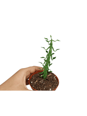 Ceropegia Simoneae
