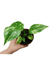 Monstera Electrolight / Electrolyte