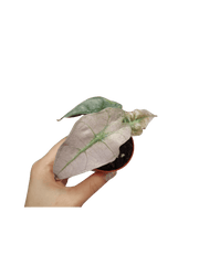 Alocasia Polly Variegata