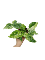 Alocasia Macrorrhiza Splash Tricolor