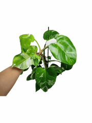 Philodendron White Princess Aurea Tricolor