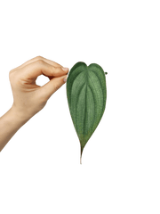 Philodendron Burle Marx Fantasy Steckling