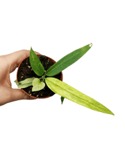 Anthurium Vittarifolium Variegata